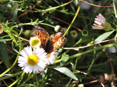 Phyciodes mylitta