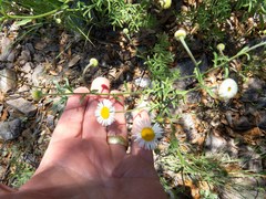 Erigeron neomexicanus