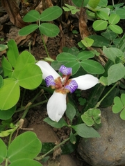 Trimezia gracilis