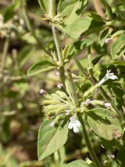 Hedeoma oblongifolia