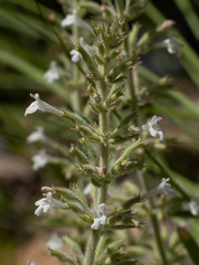 Hedeoma oblongifolia