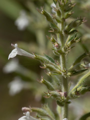 Hedeoma oblongifolia