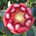 Protea grandiceps - Photo (c) Marian Oliver,  זכויות יוצרים חלקיות (CC BY-NC)