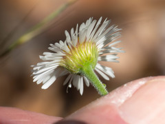 Erigeron neomexicanus