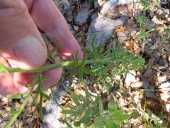 Erigeron neomexicanus