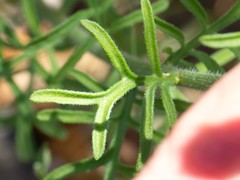 Erigeron neomexicanus