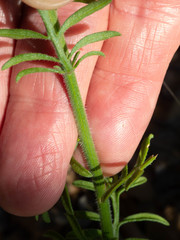 Erigeron neomexicanus