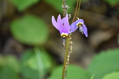 Primula fassettii