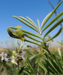 Tephrosia bachmannii