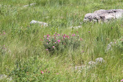 Tephrosia bachmannii