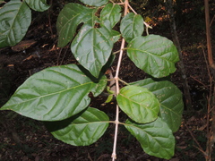 Abbevillea mirabilis (Abbevillea)