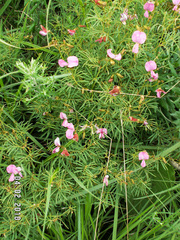 Tephrosia bachmannii