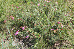 Tephrosia bachmannii