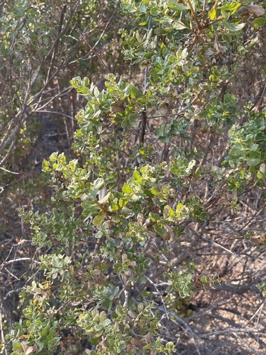 iNaturalist observation photo of coyote brush