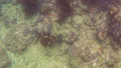 Dicotylichthys punctulatus