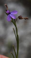 Lobelia setacea