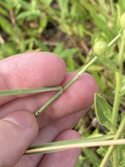 Melinis repens image