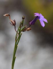 Lobelia setacea