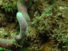 Idiotropiscis lumnitzeri