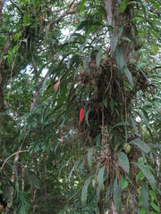 Anthurium gracile