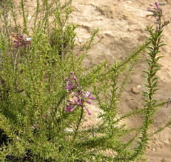 Freylinia densiflora