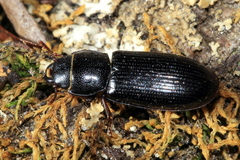 Tenebroides corticalis