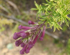 Freylinia densiflora