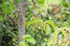 Dioscorea quartiniana