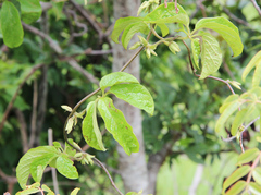 Dioscorea quartiniana