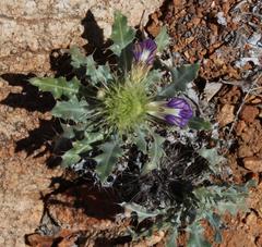 Acanthopsis disperma