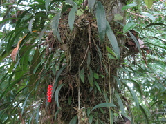 Anthurium gracile