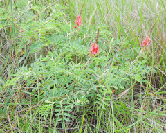 Indigofera williamsonii