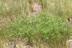 Indigofera williamsonii
