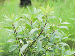 Bowkeria verticillata