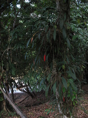 Anthurium gracile