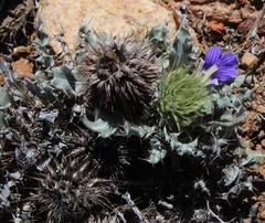 Acanthopsis ludoviciana