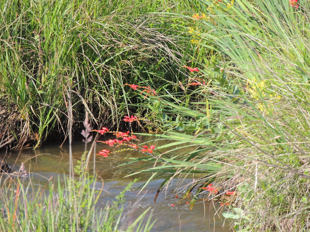 Slender Montbretia