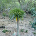 Pachypodium rutenbergianum - Photo (c) Wendy Cutler, algunos derechos reservados (CC BY)