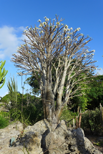 Pachypodium rutenbergianum