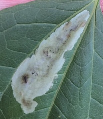 Calycomyza eupatoriphaga