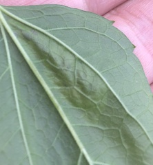 Calycomyza eupatoriphaga