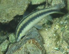 Foxnose Characin photo 3