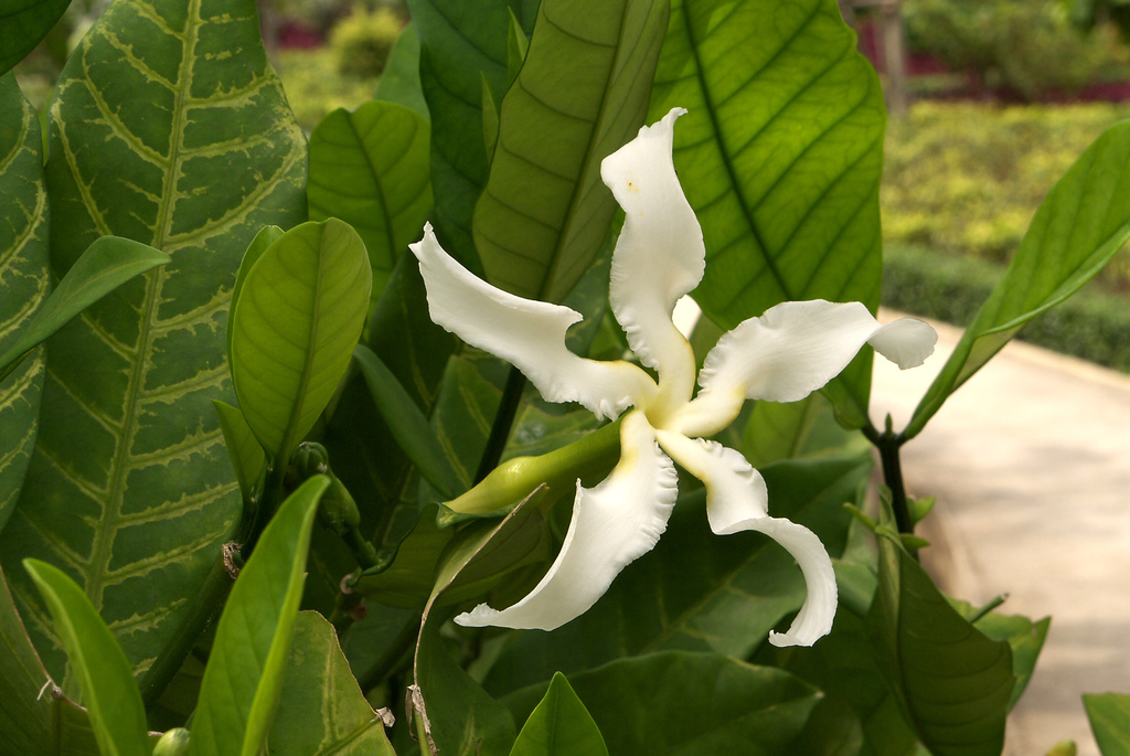 Tabernaemontana africana
