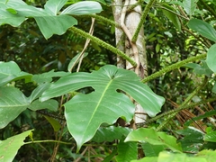 Philodendron squamiferum