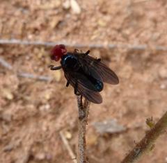 Bromophila caffra