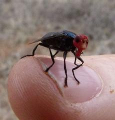 Bromophila caffra