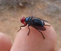 Bromophila caffra