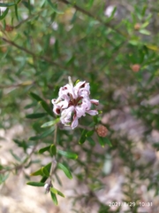 Grevillea phylicoides