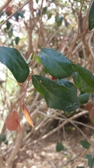 Loropetalum chinense