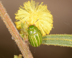 Calomela acaciae